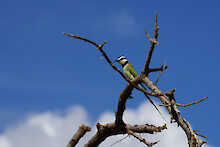Vogel