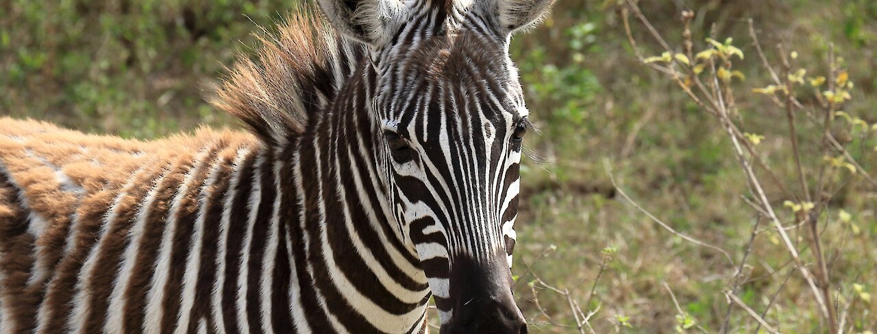 Lake Nakuru