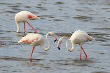 Flamingos