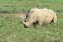 Nashorn