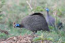 Perlhuhn