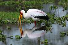 Gelbschnabelstorch