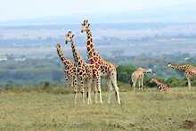 Giraffen