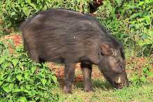 Wildschwein