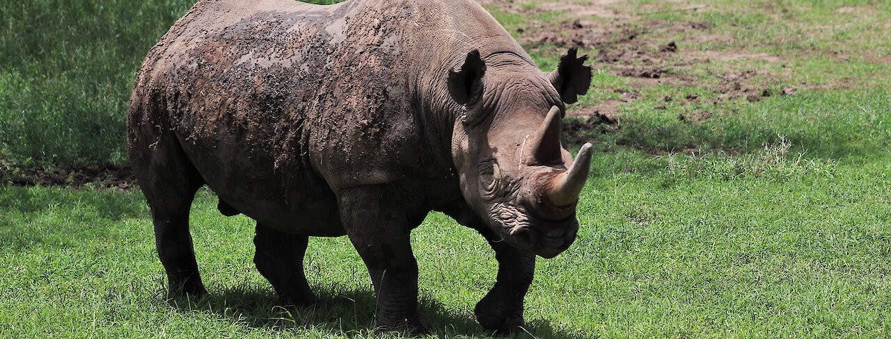 Ol Pejeta Conservancy