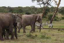 Elefanten und Zebras