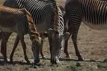 Zebras