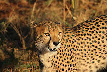 Gepard im hohen Gras