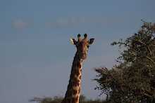 Giraffe