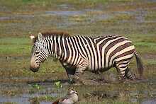 Zebra