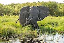 Elefant bis zum Bauch im Wasser