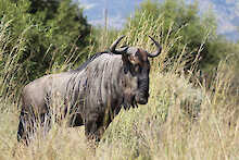 Gnu im hohen Gras