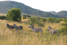 Zebras an den Hängen des Pilanesberges