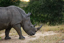 Nashorn im Timbavati-Wildschutzgebiet