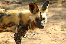Wildhund im Timbavati-Game-Reserve