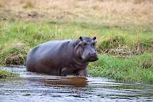 Nilpferd