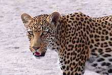 Leopard