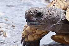 Schildkröte