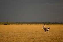 Antilope im Deception Valley
