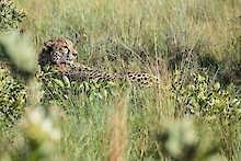 Gepard liegt im grünen Gras