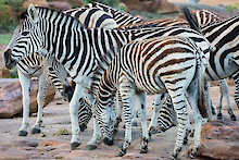 Gruppe von Zebras