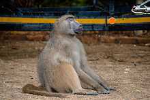 Affe