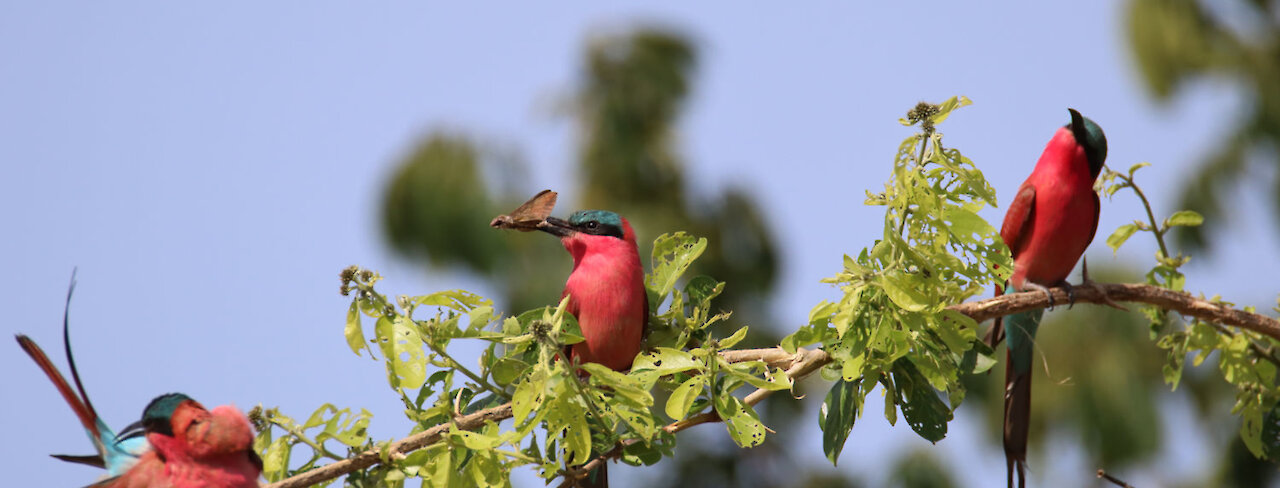 Scharlachspinte sitzen auf einem Zweig im South-Luangwa-Nationalpark