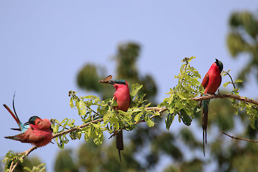Scharlachspinte sitzen auf einem Zweig im South-Luangwa-Nationalpark