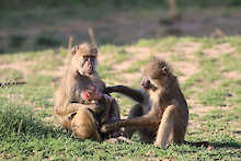 Paviane im South-Luangwa-Nationalpark