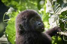 Gorilla Trekking Bwindi-Impenetrable-Nationalpark