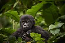 Gorilla Trekking Bwindi-Impenetrable-Nationalpark
