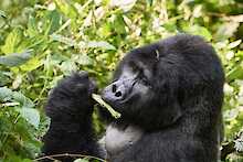 Gorilla Trekking Bwindi-Impenetrable-Nationalpark