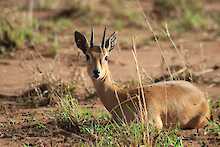 Antilope im Kidepo-Valley-Nationalpark