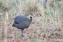 Perlhuhn im Kidepo-Valley-Nationalpark