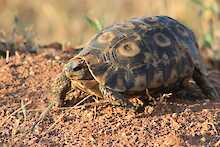 Schildkröte im Kidepo-Valley-Nationalpark