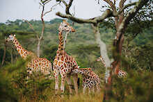 Giraffen im Lake-Mburo-Nationalpark