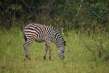 Zebra im Lake-Mburo-Nationalpark