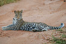 Leopard im Lake-Mburo-Nationalpark
