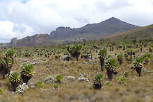 Panoramaaufnahme des Mt. Elgon