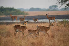 Antilopen im Queen-Elizabeth-Nationalpark