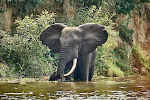 Elefant im Queen-Elizabeth-Nationalpark