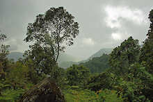 wolkenverhangene Ruwenzori Mountains