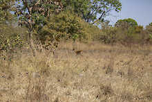 Antilope im Busch
