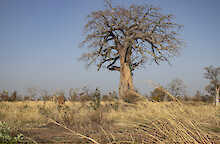 Baum im Nationalpark