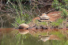 Schildkröten an einem Gewässer im Naturschutzgebiet