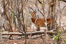Antilope steht in einem trockenen Wald