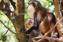 Affe mit Jungem im Baum