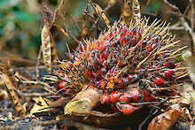Palm-Frucht