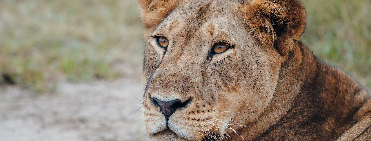 Eine Löwin mit aufmerksamen Blick