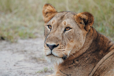 Eine Löwin mit aufmerksamen Blick